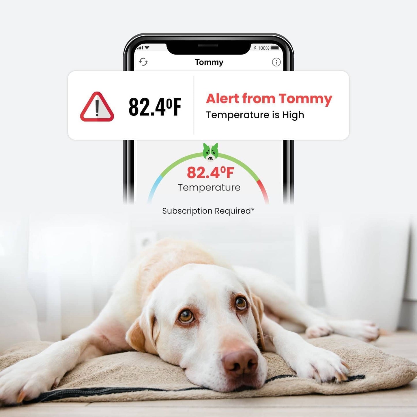 Waggle Pet Safety Monitor